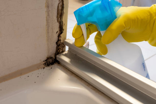 Best Attic Mold Remediation in Privateer, SC