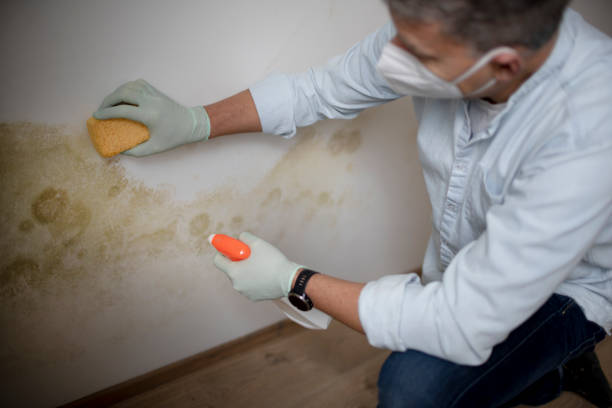 Best Kitchen Mold Remediation in Privateer, SC