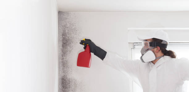 Best Residential Mold Remediation in Privateer, SC
