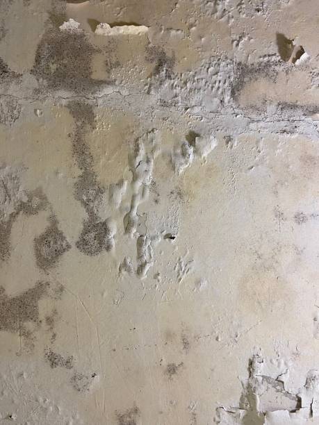 Best Health and Safety Mold Remediation in Privateer, SC