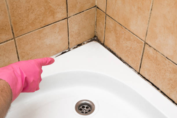 Best Industrial Mold Remediation in Privateer, SC